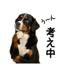バーニーズマウンテンドッグ★家族連絡（個別スタンプ：9）