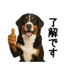 バーニーズマウンテンドッグ★家族連絡（個別スタンプ：11）