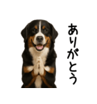 バーニーズマウンテンドッグ★家族連絡（個別スタンプ：13）