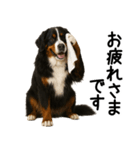 バーニーズマウンテンドッグ★家族連絡（個別スタンプ：15）