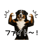 バーニーズマウンテンドッグ★家族連絡（個別スタンプ：16）