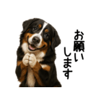 バーニーズマウンテンドッグ★家族連絡（個別スタンプ：17）