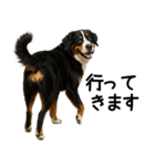 バーニーズマウンテンドッグ★家族連絡（個別スタンプ：18）