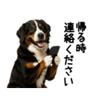 バーニーズマウンテンドッグ★家族連絡（個別スタンプ：20）