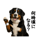 バーニーズマウンテンドッグ★家族連絡（個別スタンプ：21）