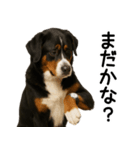 バーニーズマウンテンドッグ★家族連絡（個別スタンプ：23）