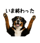 バーニーズマウンテンドッグ★家族連絡（個別スタンプ：24）