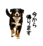 バーニーズマウンテンドッグ★家族連絡（個別スタンプ：25）