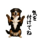 バーニーズマウンテンドッグ★家族連絡（個別スタンプ：26）