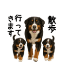 バーニーズマウンテンドッグ★家族連絡（個別スタンプ：27）