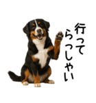バーニーズマウンテンドッグ★家族連絡（個別スタンプ：28）