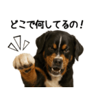 バーニーズマウンテンドッグ★家族連絡（個別スタンプ：30）