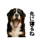 バーニーズマウンテンドッグ★家族連絡（個別スタンプ：31）