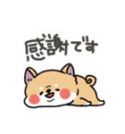とけてる犬の柴犬(赤)（個別スタンプ：11）