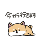 とけてる犬の柴犬(赤)（個別スタンプ：21）