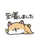 とけてる犬の柴犬(赤)（個別スタンプ：24）