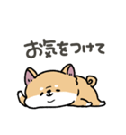 とけてる犬の柴犬(赤)（個別スタンプ：25）