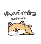 とけてる犬の柴犬(赤)（個別スタンプ：26）