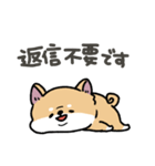 とけてる犬の柴犬(赤)（個別スタンプ：36）