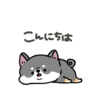 とけてる犬の柴犬(黒)（個別スタンプ：2）