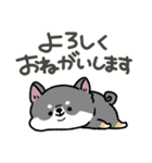 とけてる犬の柴犬(黒)（個別スタンプ：12）