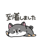 とけてる犬の柴犬(黒)（個別スタンプ：24）
