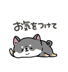 とけてる犬の柴犬(黒)（個別スタンプ：25）