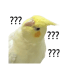 ネギカモインコ 1（個別スタンプ：1）