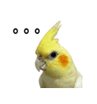 ネギカモインコ 1（個別スタンプ：3）