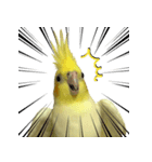 ネギカモインコ 1（個別スタンプ：4）