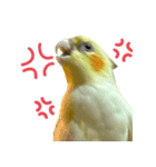 ネギカモインコ 1（個別スタンプ：5）