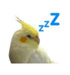 ネギカモインコ 1（個別スタンプ：6）
