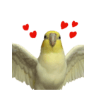 ネギカモインコ 1（個別スタンプ：7）