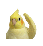 ネギカモインコ 1（個別スタンプ：8）