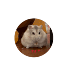 ちょこちゃんの日常3（個別スタンプ：2）
