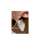 ちょこちゃんの日常3（個別スタンプ：8）