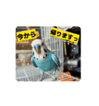 ラムラム's（個別スタンプ：1）