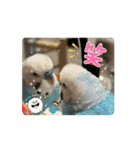ラムラム's（個別スタンプ：8）