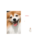 ドリーちゃん①（個別スタンプ：4）