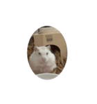 かわいこちゃんたちのstamp（個別スタンプ：1）