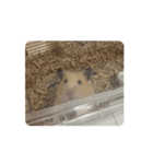 かわいこちゃんたちのstamp（個別スタンプ：13）