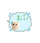 めっちゃ可愛い猫cutecat（個別スタンプ：3）
