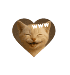 めっちゃ可愛い猫cutecat（個別スタンプ：4）