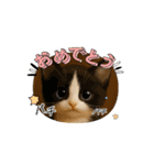 めっちゃ可愛い猫cutecat（個別スタンプ：15）