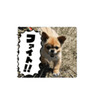 くんくんの日常①（個別スタンプ：14）