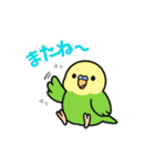 インコのゆるかわスタンプ40個（個別スタンプ：3）