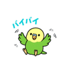 インコのゆるかわスタンプ40個（個別スタンプ：4）