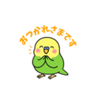 インコのゆるかわスタンプ40個（個別スタンプ：5）
