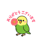 インコのゆるかわスタンプ40個（個別スタンプ：6）