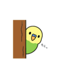 インコのゆるかわスタンプ40個（個別スタンプ：9）